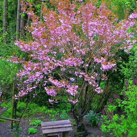 Im Harz-haus-bruns *