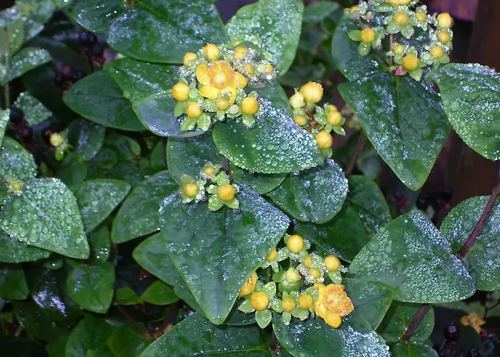 Im Harz-haus-bruns * Clausthal-Zellerfeld