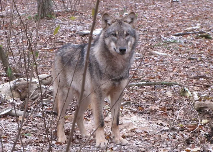 Apartman Im Harz-haus-bruns Clausthal-Zellerfeld